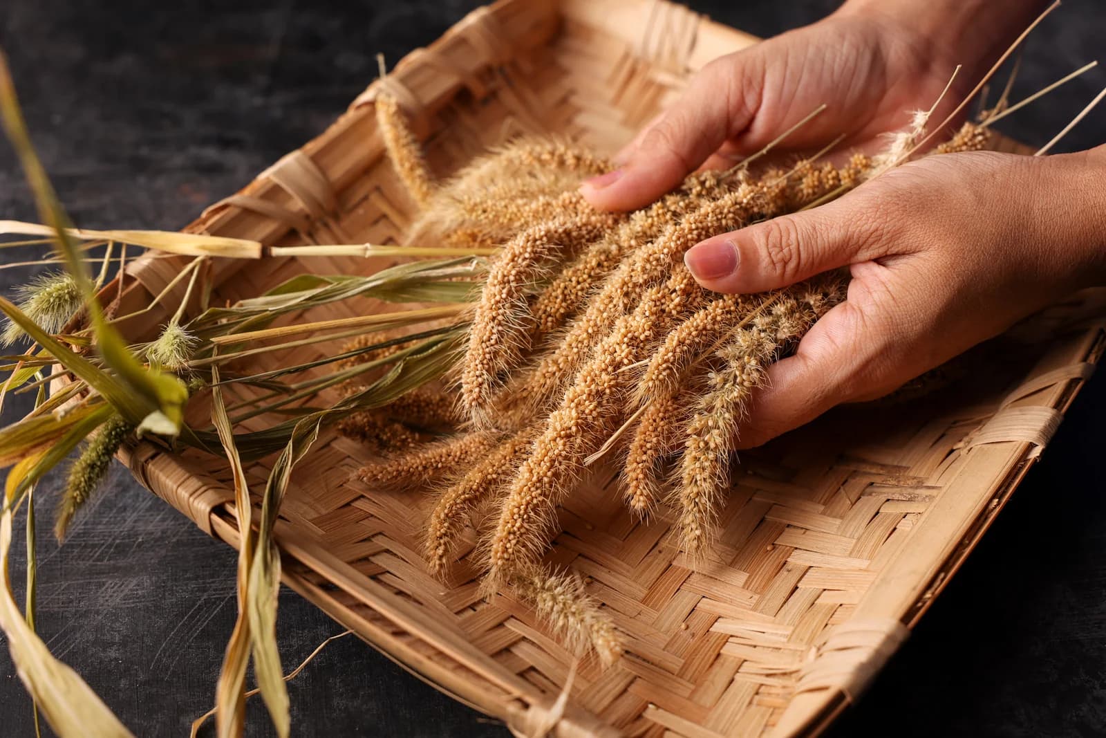 Golden Harvest Panicles